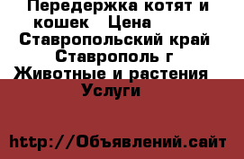 Передержка котят и кошек › Цена ­ 200 - Ставропольский край, Ставрополь г. Животные и растения » Услуги   